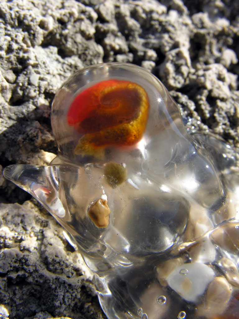 Salpa sp.
