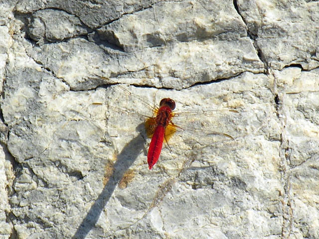 libellula greca