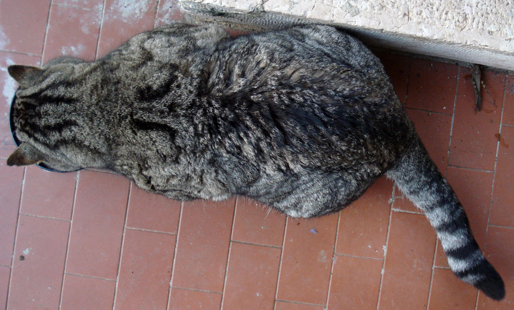 incrocio con gatto selvatico?