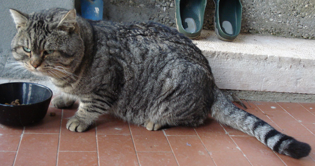 incrocio con gatto selvatico?