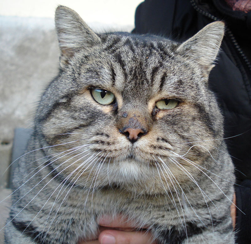 incrocio con gatto selvatico?