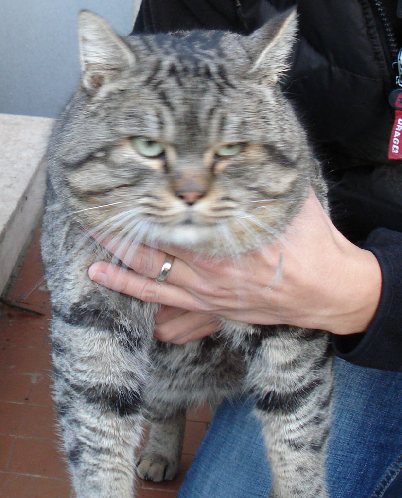 incrocio con gatto selvatico?