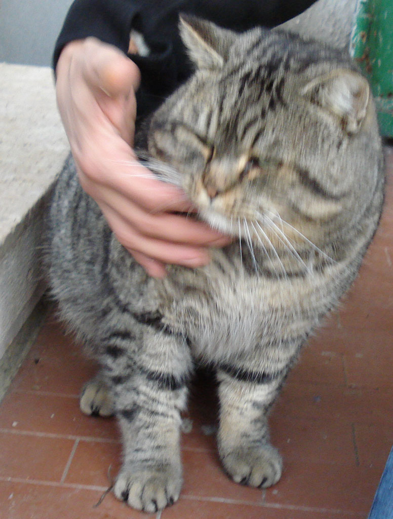incrocio con gatto selvatico?