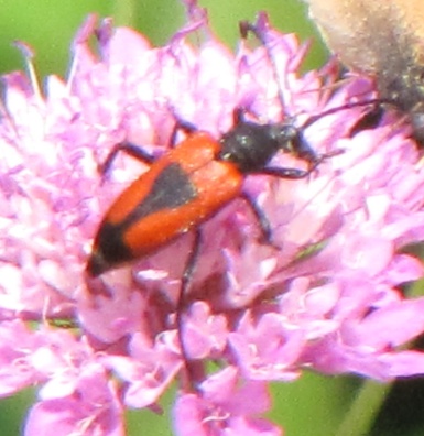 Coleottero?  S,  Stictoleptura cordigera (Cerambycidae)