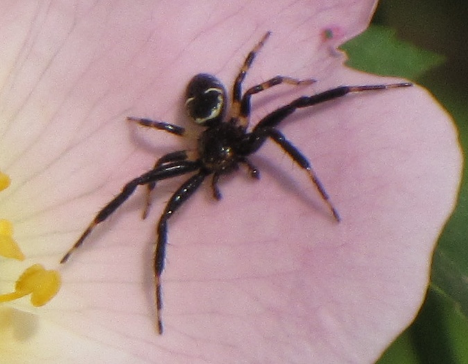 Synaema globosum