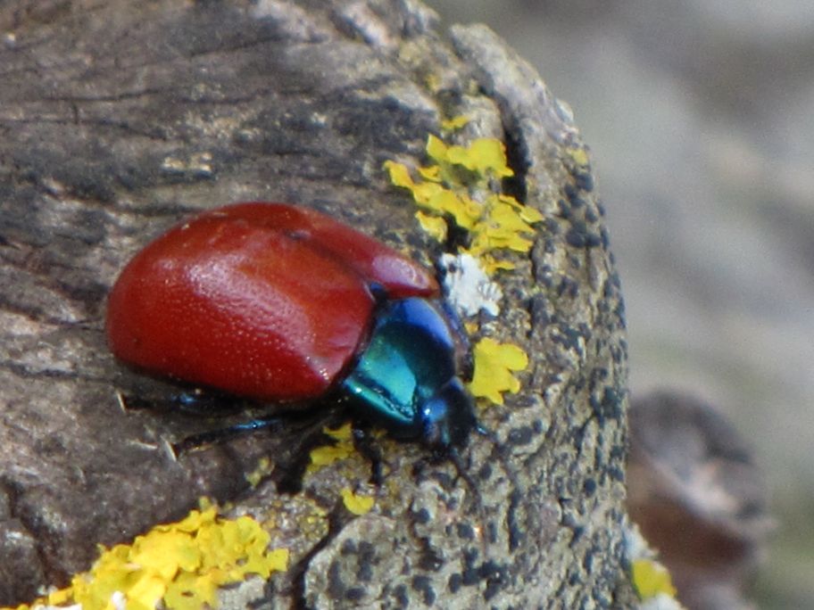 Melasoma?  Chrysolina grossa