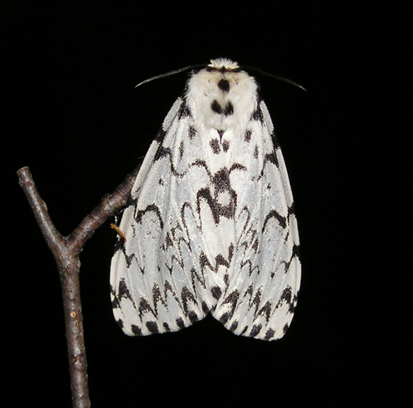 Lymantria monacha