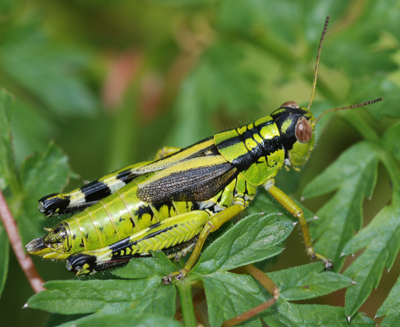 Miramella alpina?