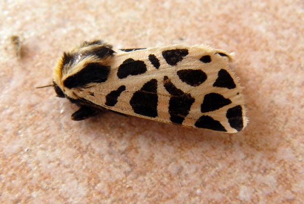 Cymbalophora pudica