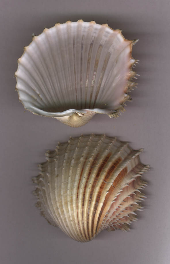 Cardium indicum