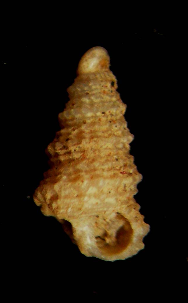 Mathilda coronata?