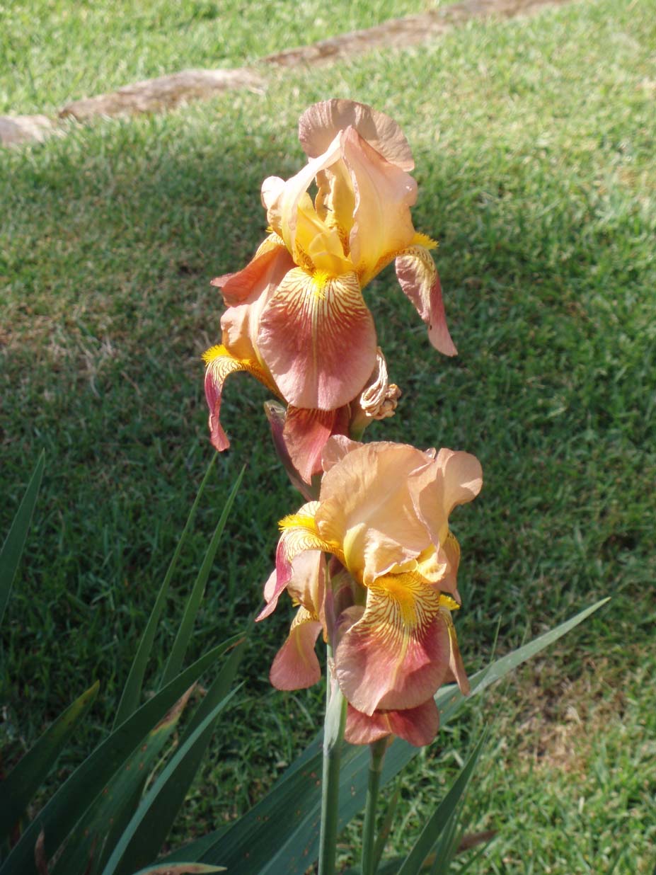 iris germanica