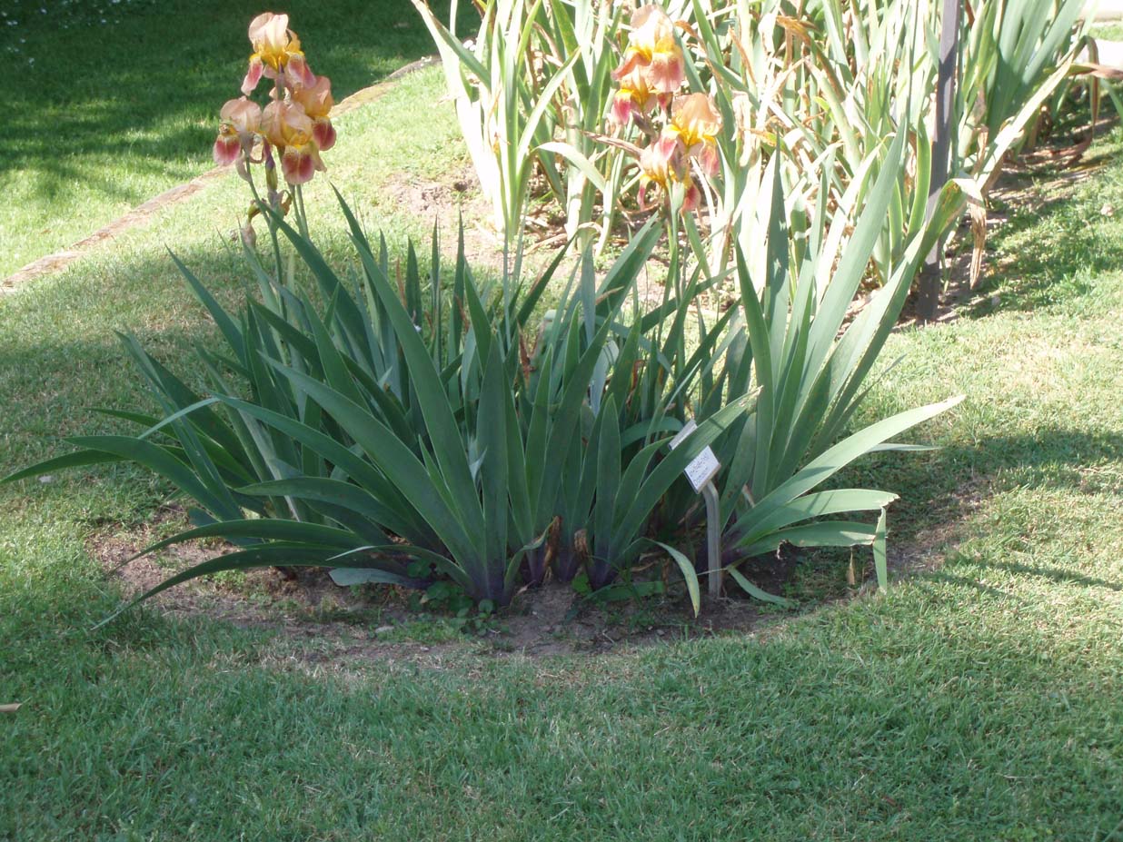 iris germanica