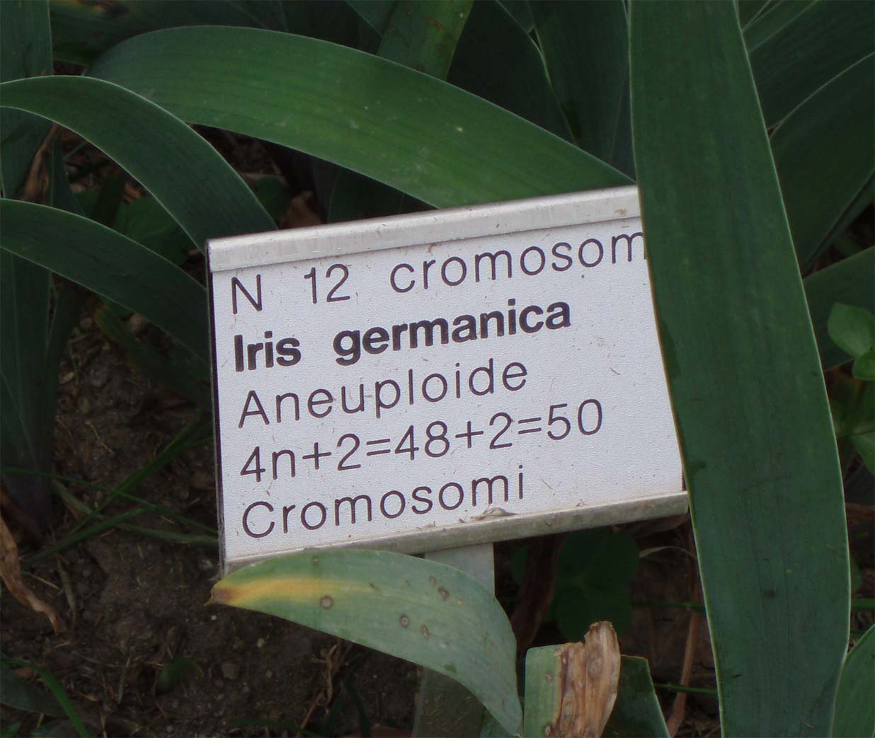 iris germanica