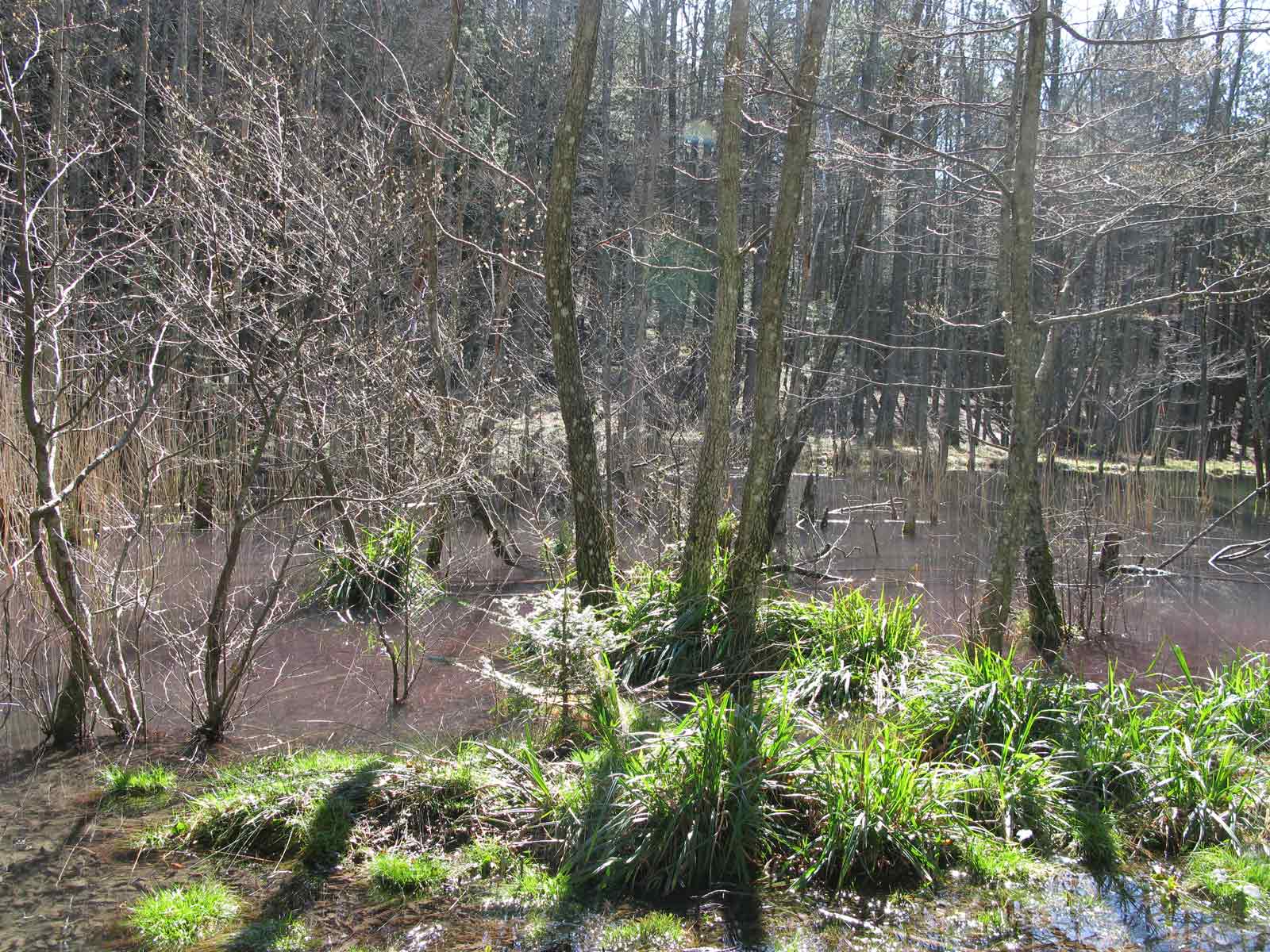 Foreste Casentinesi: La Lama e dintorni