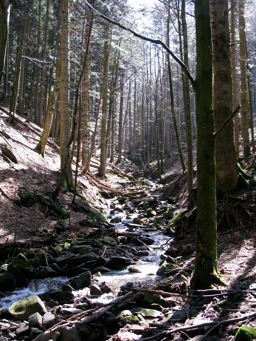 Foreste Casentinesi: La Lama e dintorni