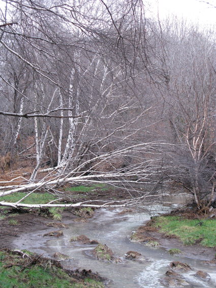 Monti della Tolfa e colli Berici