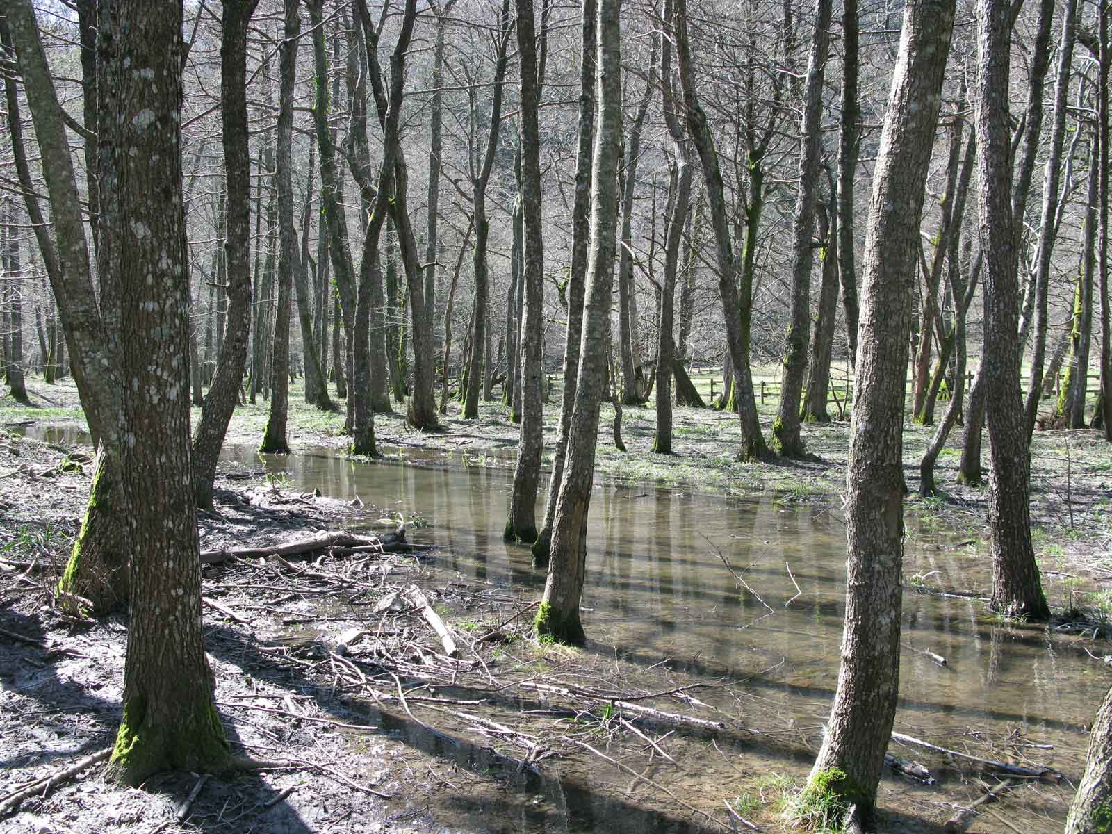 Foreste Casentinesi: La Lama e dintorni