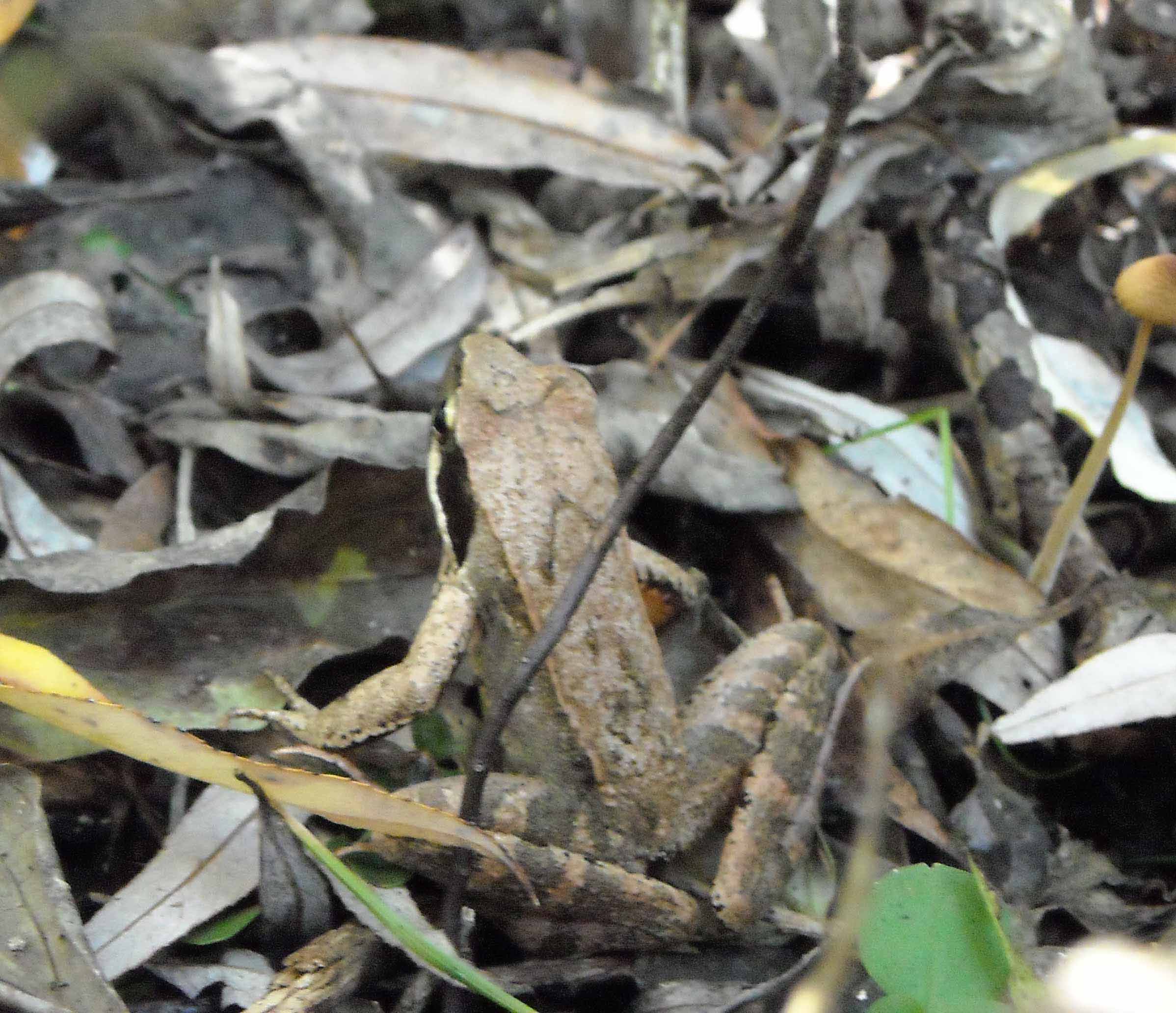 Che rana? Rana latastei (VE)