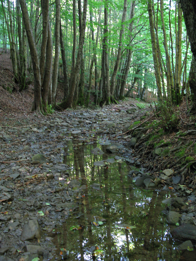 Anfibi nel Cilento...