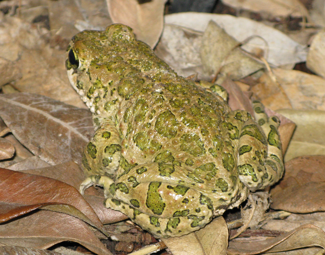 smeraldino in giardino - Bufotes viridis