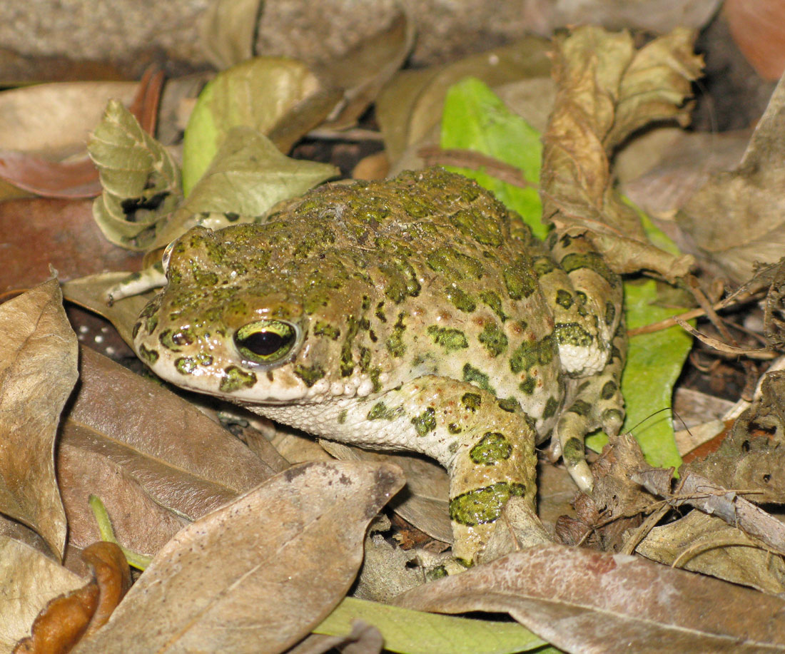 smeraldino in giardino - Bufotes viridis