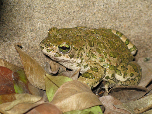smeraldino in giardino - Bufotes viridis