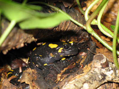 Salamandra nel Cansiglio
