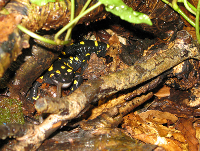 Salamandra nel Cansiglio