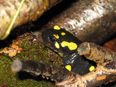 Salamandra nel Cansiglio
