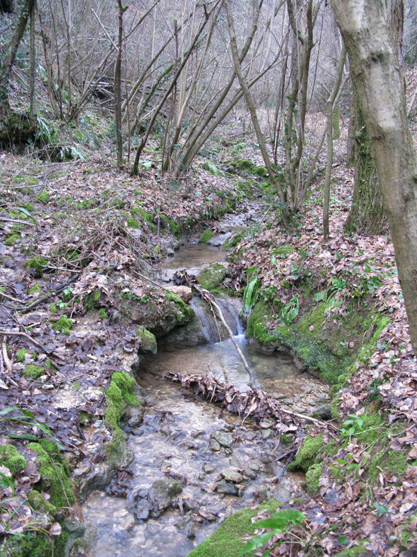 Salamandre sui Colli Berici,,,,,,,,,,,,,,,,,,,,,
