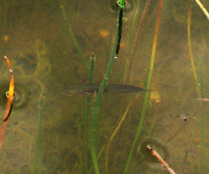 Tritoni nel Cansiglio - Triturus carnifex