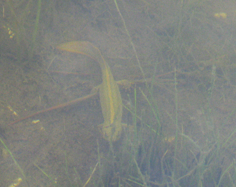 Tritoni nel Cansiglio - Triturus carnifex