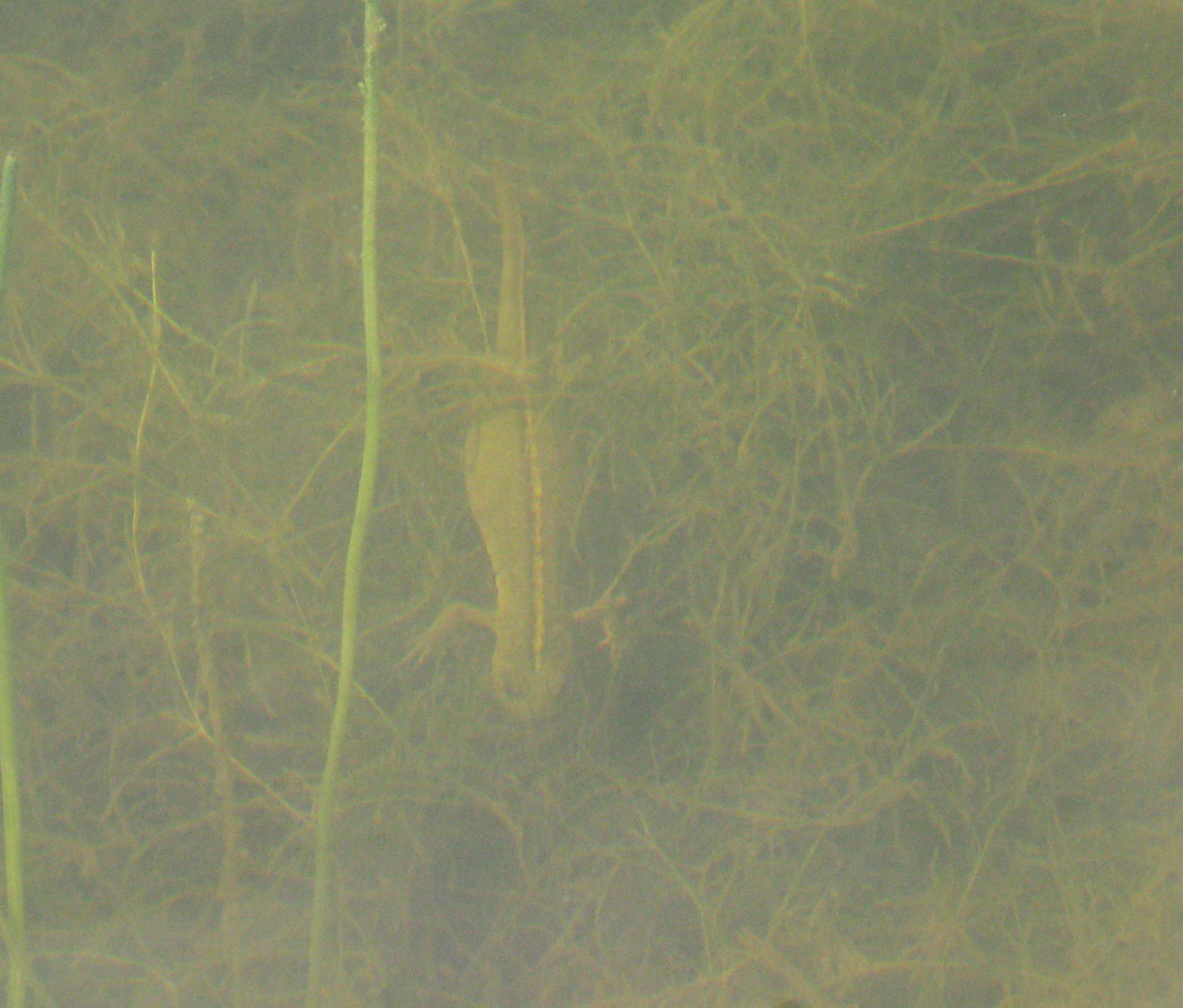 Tritoni nel Cansiglio - Triturus carnifex
