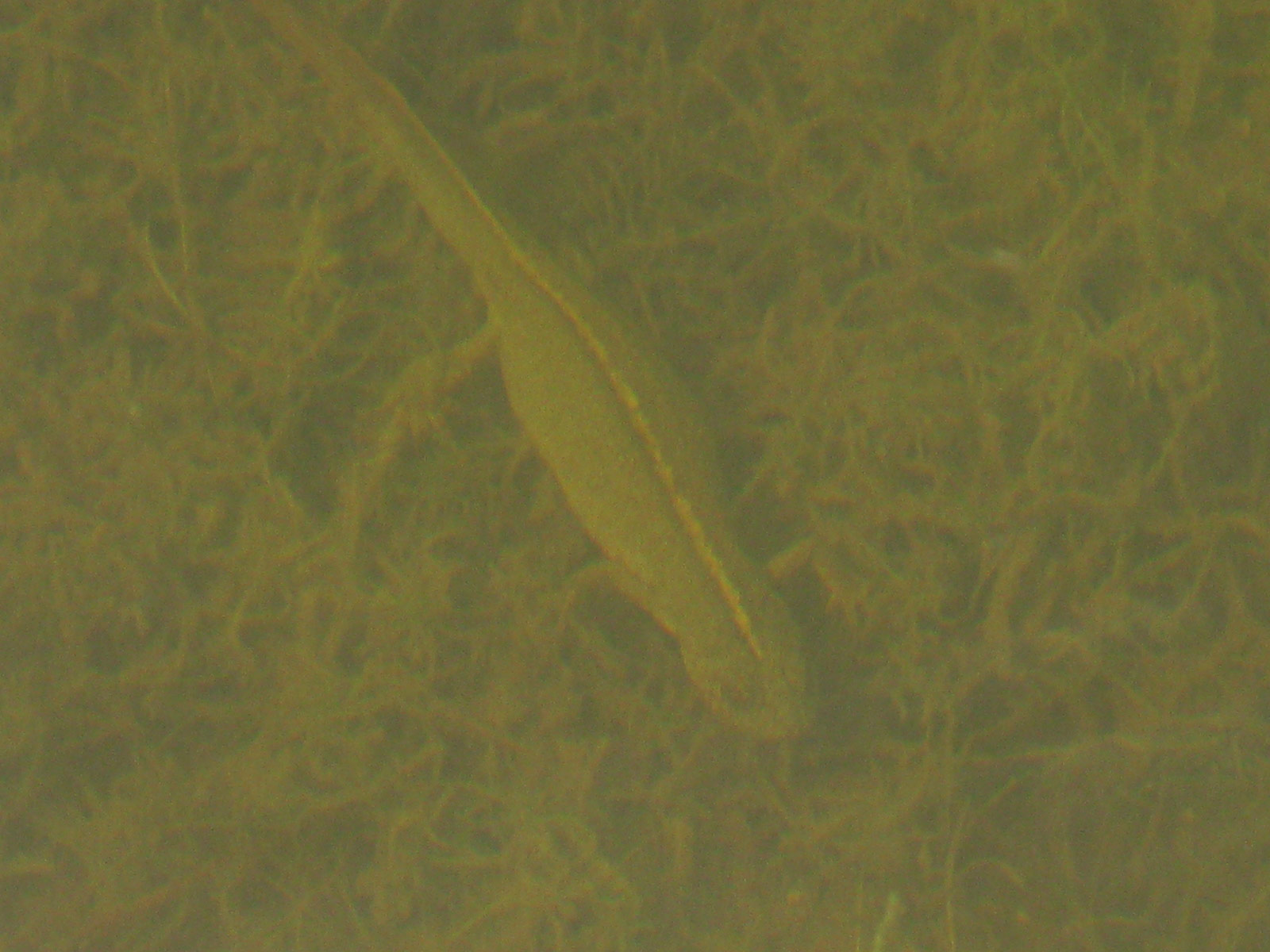 Tritoni nel Cansiglio - Triturus carnifex
