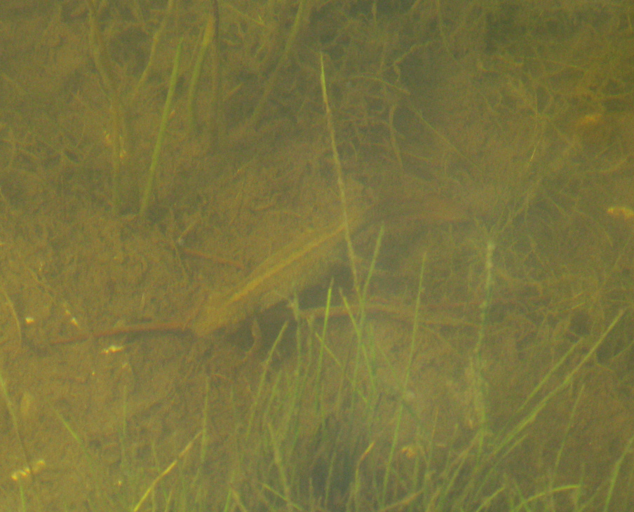 Tritoni nel Cansiglio - Triturus carnifex