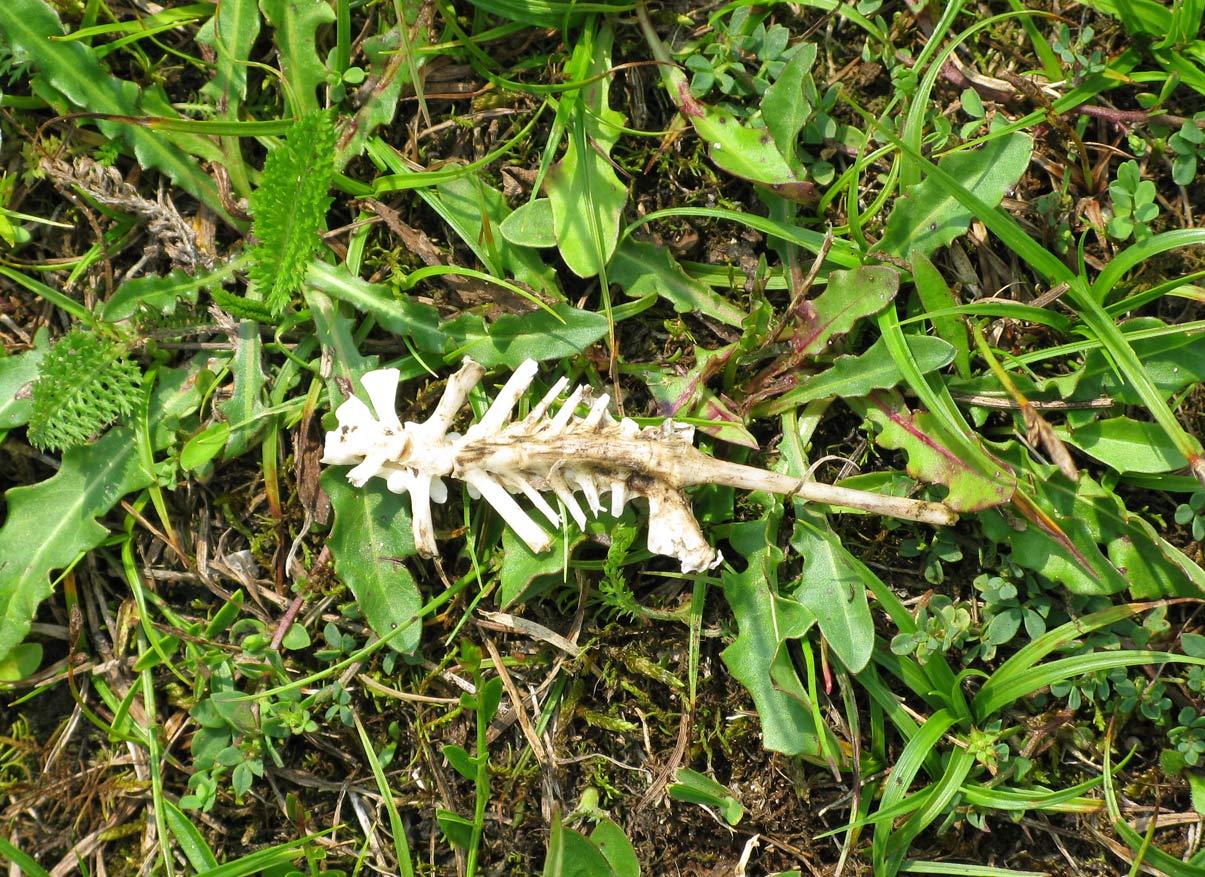 Tritoni nel Cansiglio - Triturus carnifex