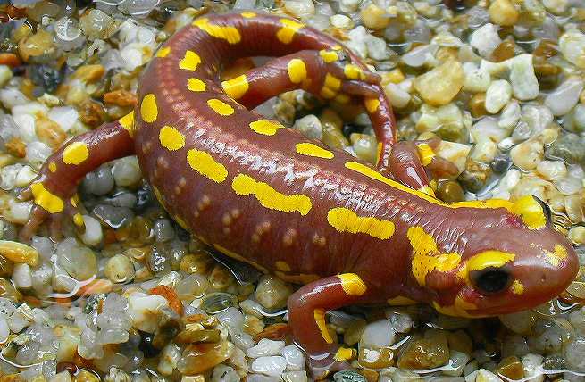 Salamandra pezzata ROSSA!!!