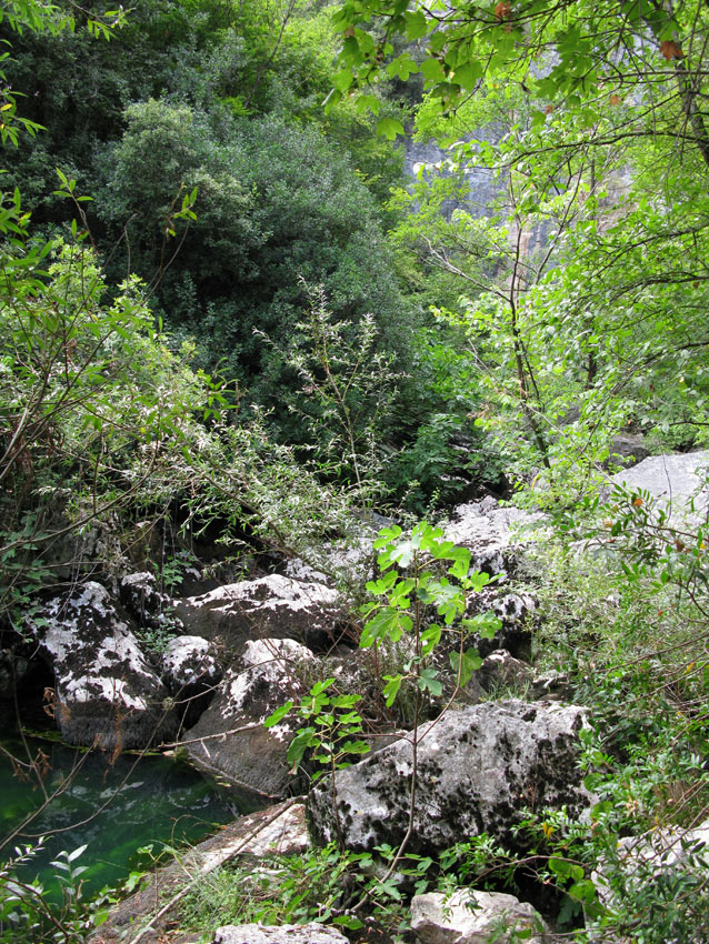 Anfibi nel Cilento...