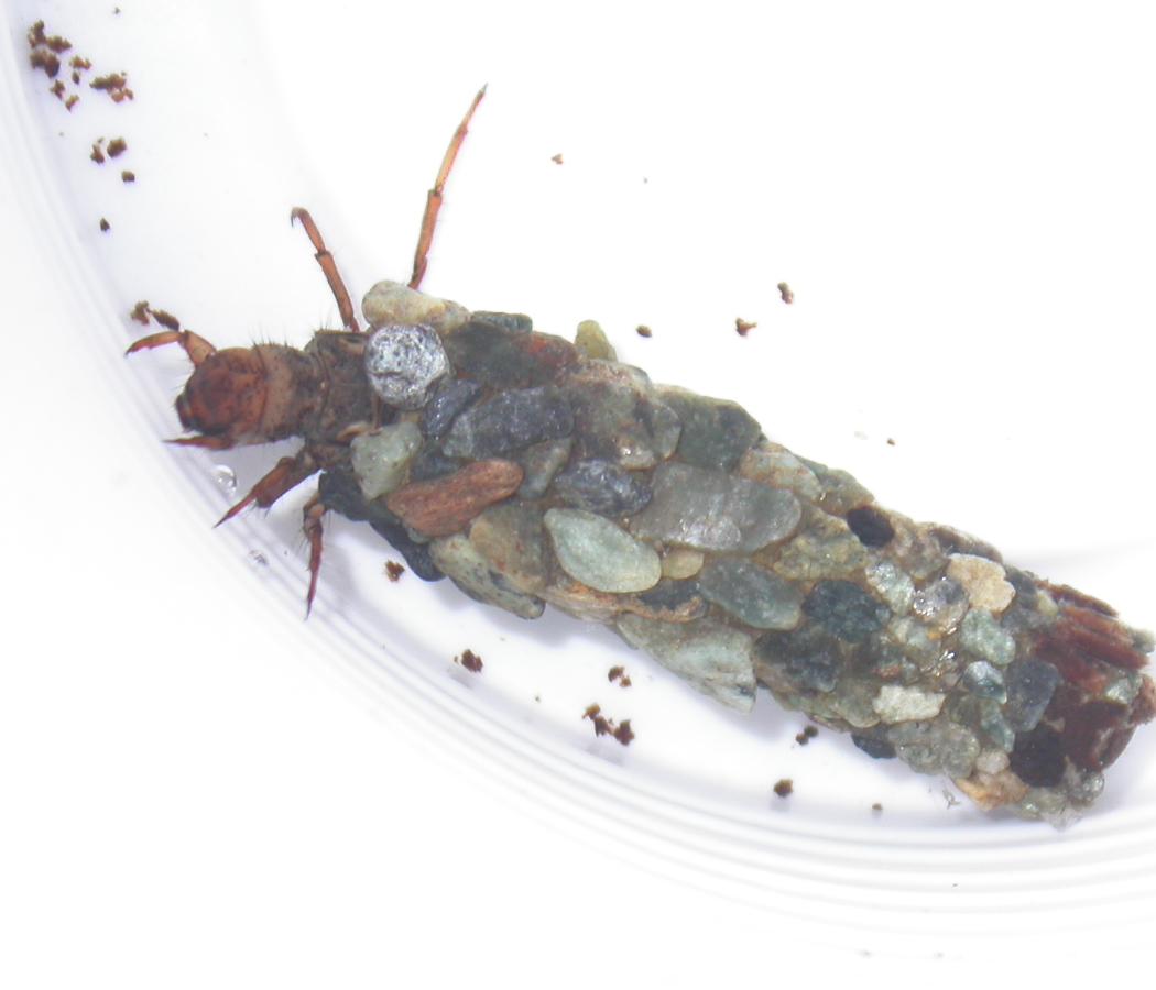 Limnephilidae