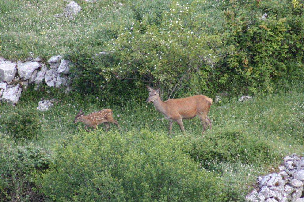 PASSIONE PER IL CERVO