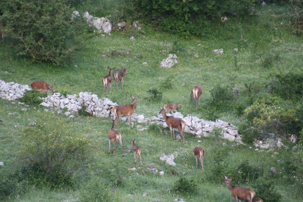 PASSIONE PER IL CERVO