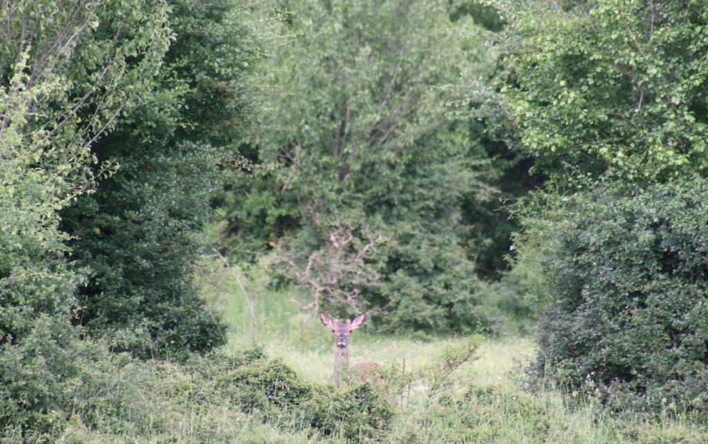 PASSIONE PER IL CERVO