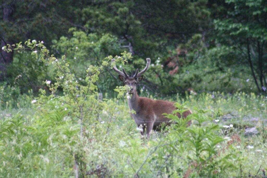 PASSIONE PER IL CERVO