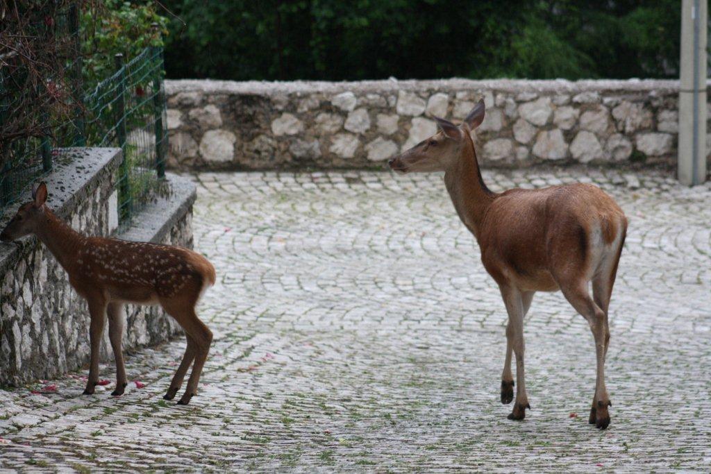 PASSIONE PER IL CERVO