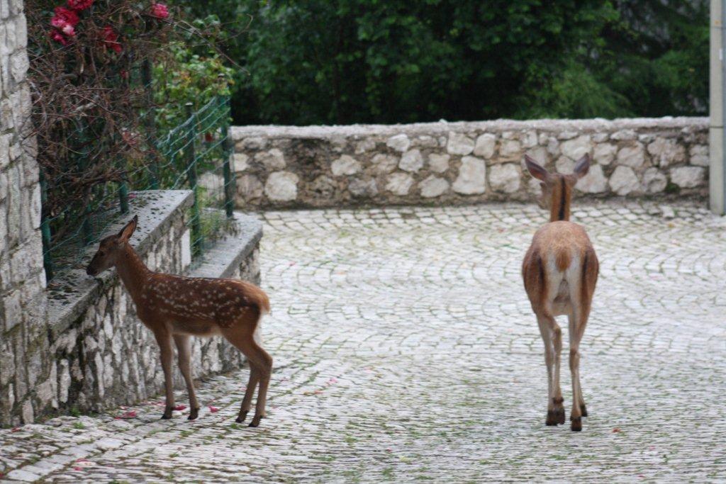 PASSIONE PER IL CERVO