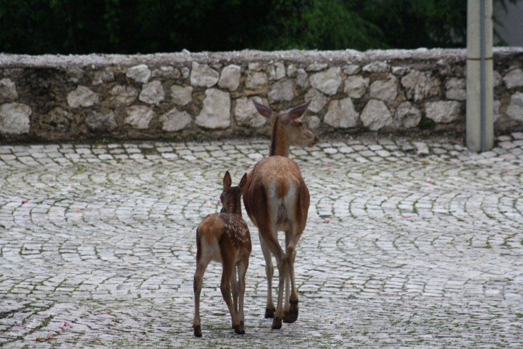 PASSIONE PER IL CERVO