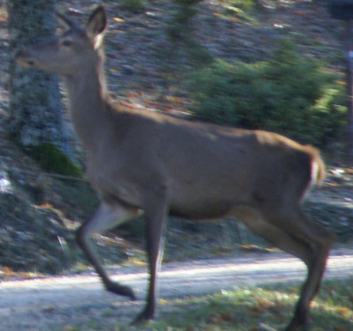 PASSIONE PER IL CERVO