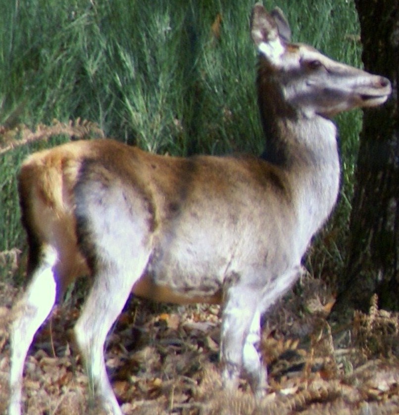 PASSIONE PER IL CERVO