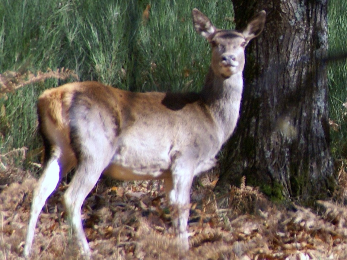 PASSIONE PER IL CERVO